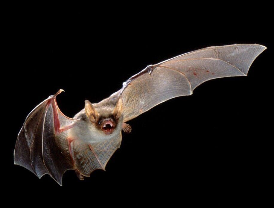 دانشمندان هندی نوع دیگری از ویروس کرونا را در خفاش ها یافتند