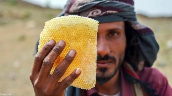 برترین عسل دنیا در یمن؛ از تلخی جنگ تا تغییرات آب و هوایی