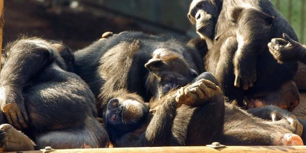 عکس ، شباهت عجیب این رفتار جمعی شامپانزه ها با انسان !